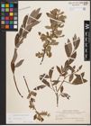 Foto von Salix cinerea L.